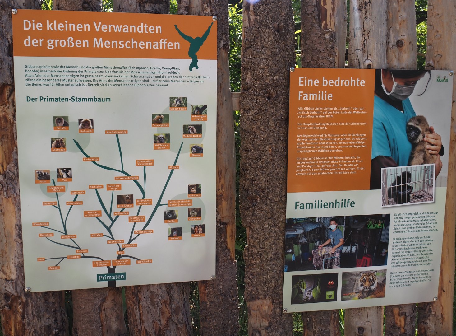 Lar gibbon relation to other primates and conservation signage, 2025-05-22