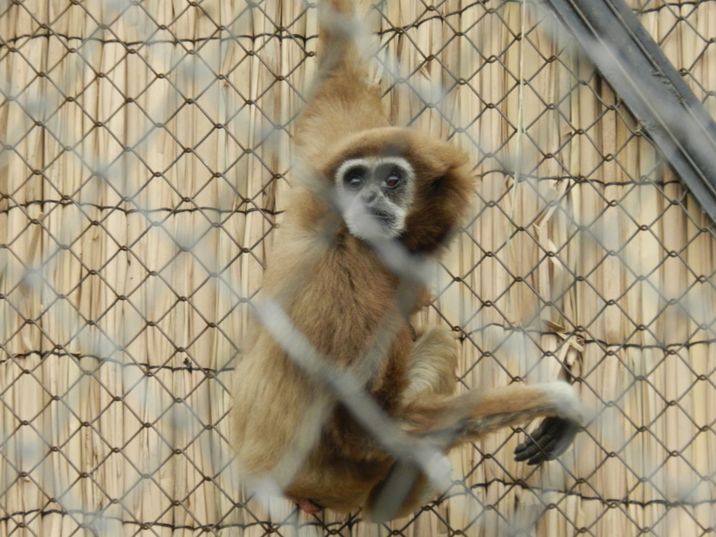 Lar gibbon - Santiago zoo (Zoologico nacional)