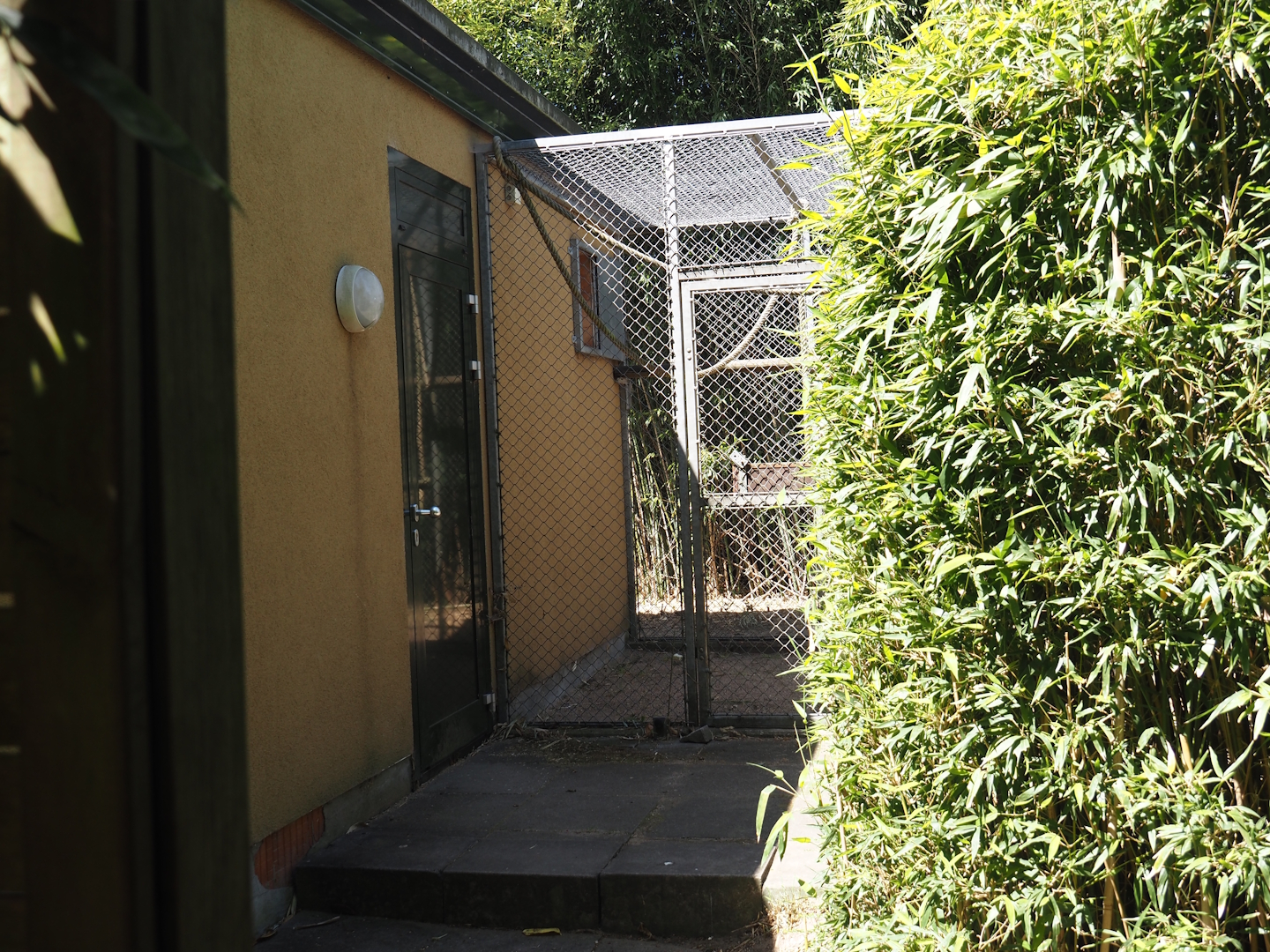 Lar gibbon separation cage, 2025-05-22