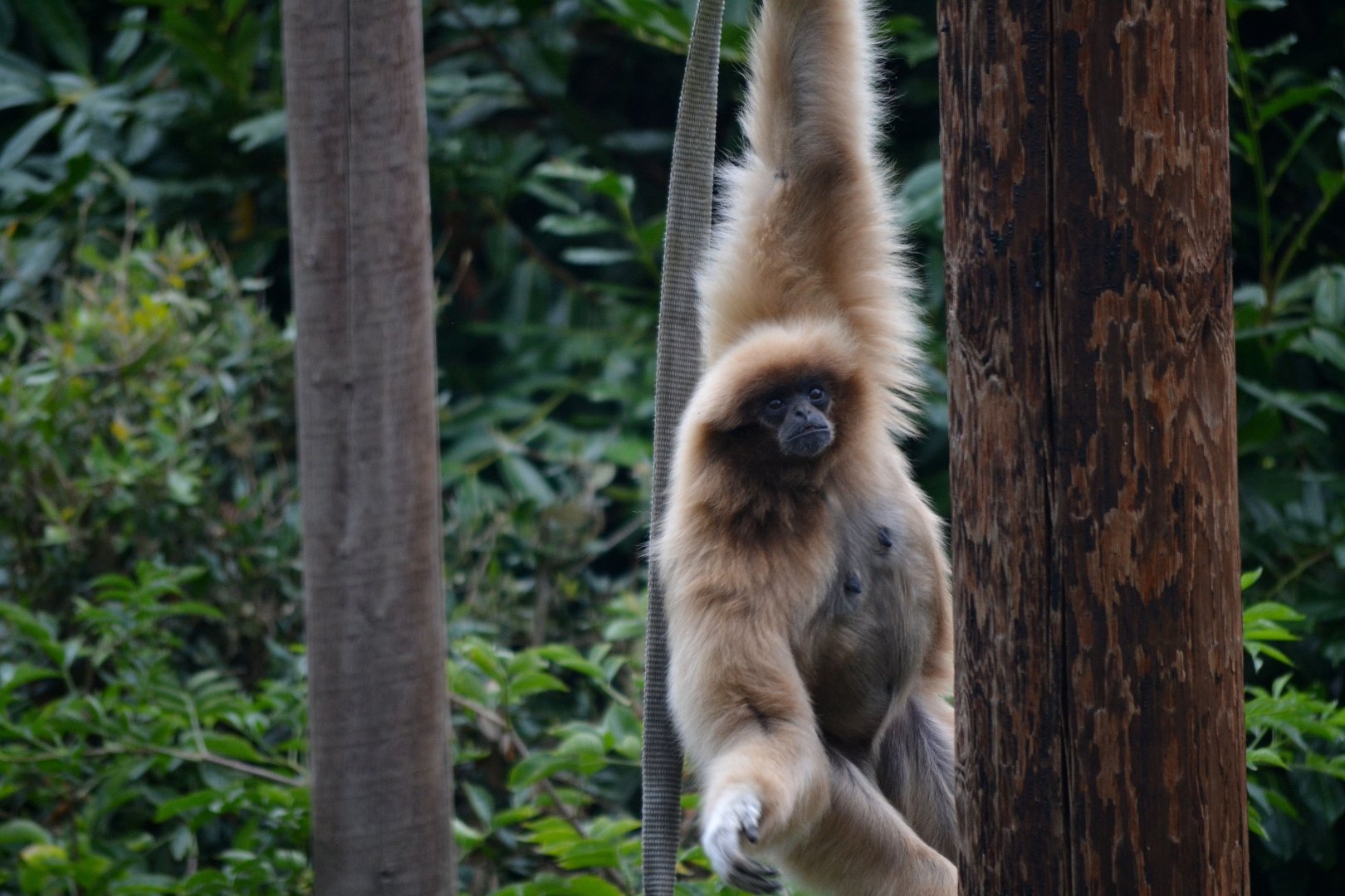 Lar Gibbon - September 2017