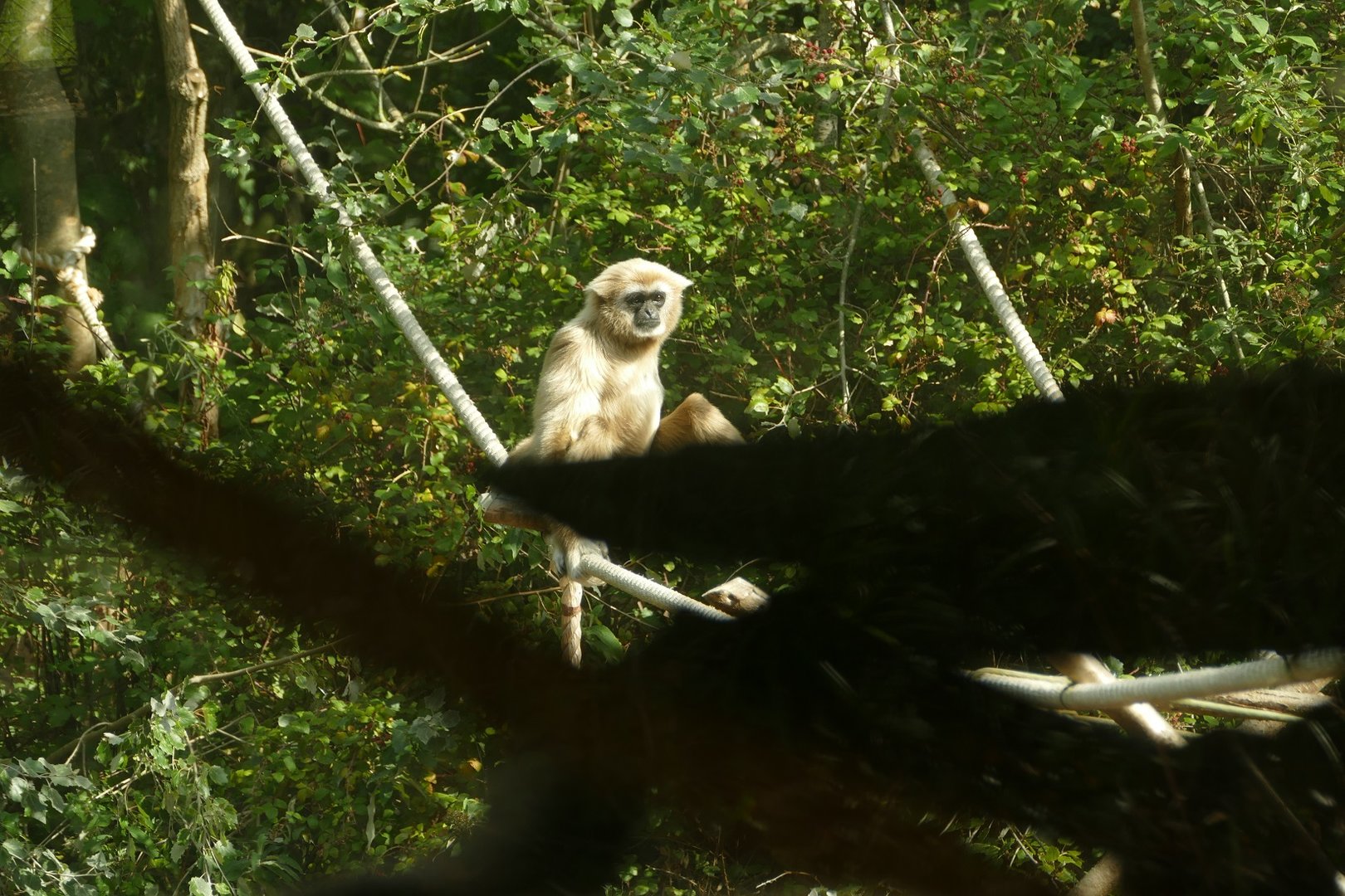 Lar gibbon, September 2022