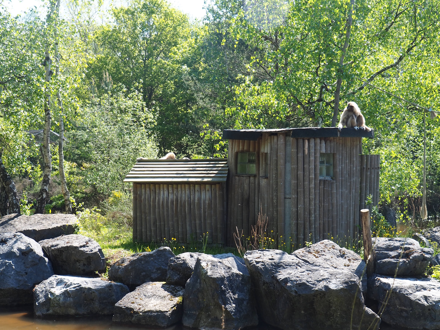 Lar gibbon shelter, 2023-05-19