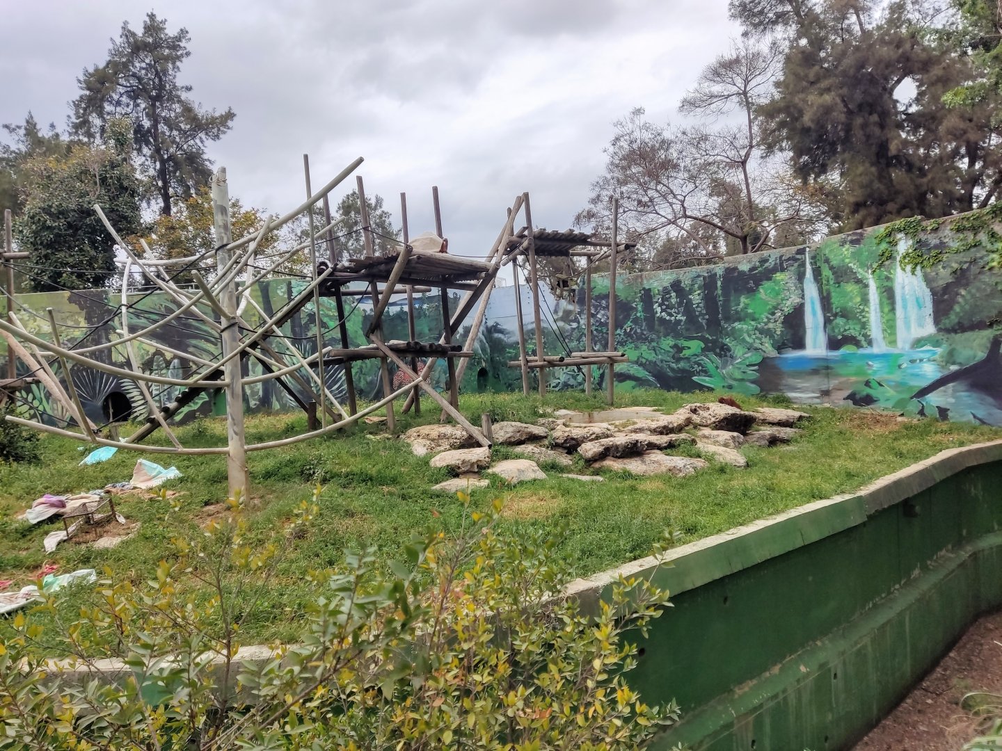 Lar Gibbon & Sumatran Orangutan