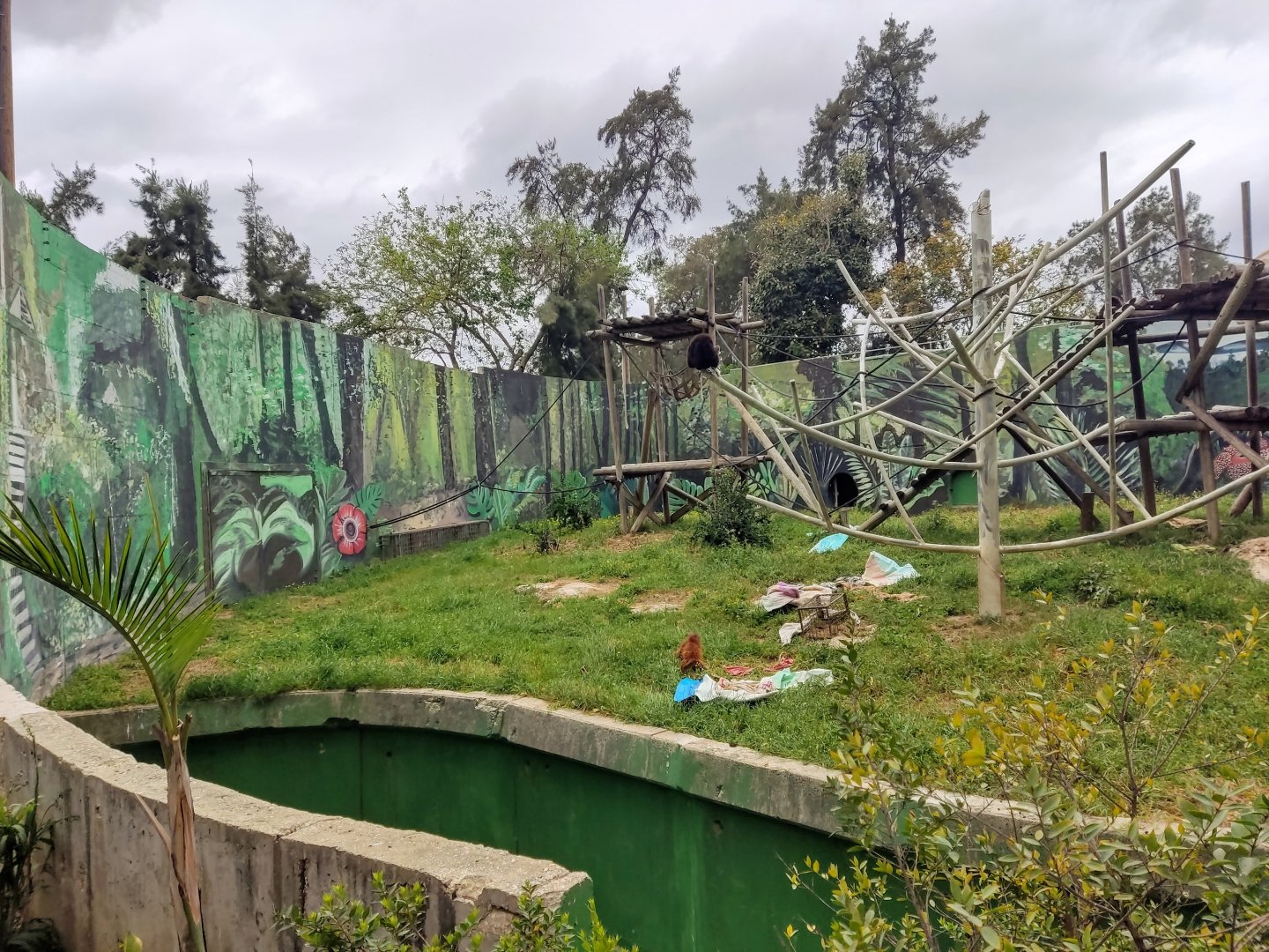 Lar Gibbon & Sumatran Orangutan