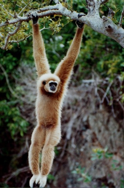Lar Gibbon - Thailand