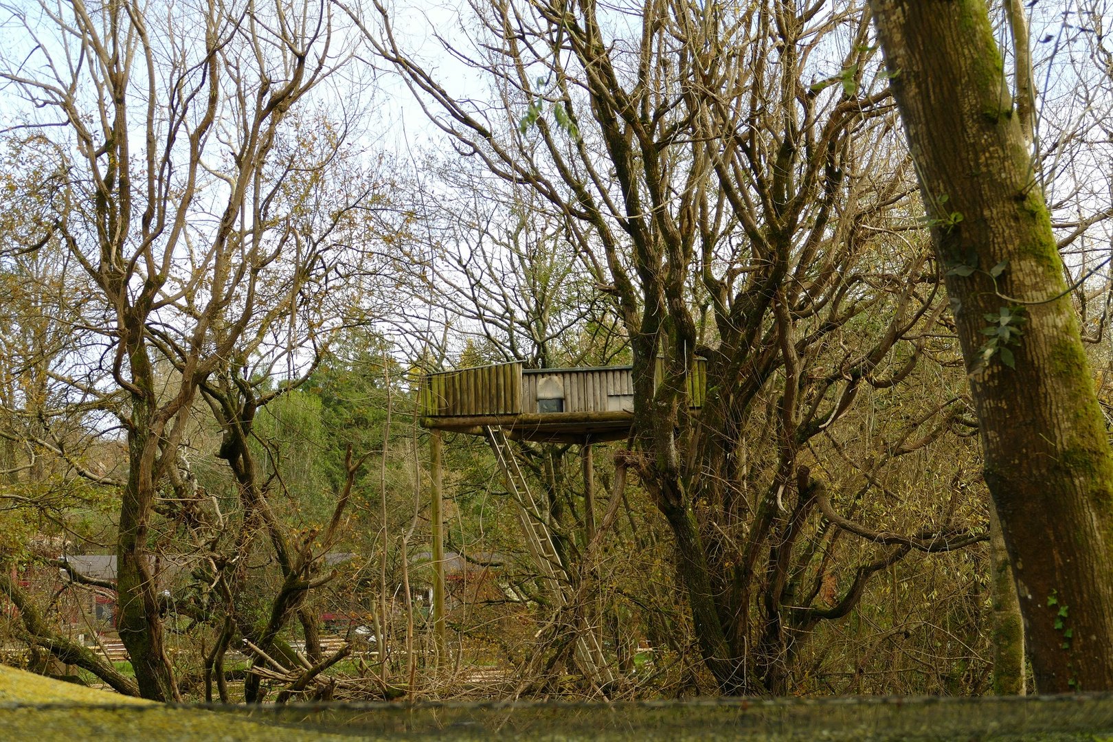 Lar Gibbon tree house, November 2022
