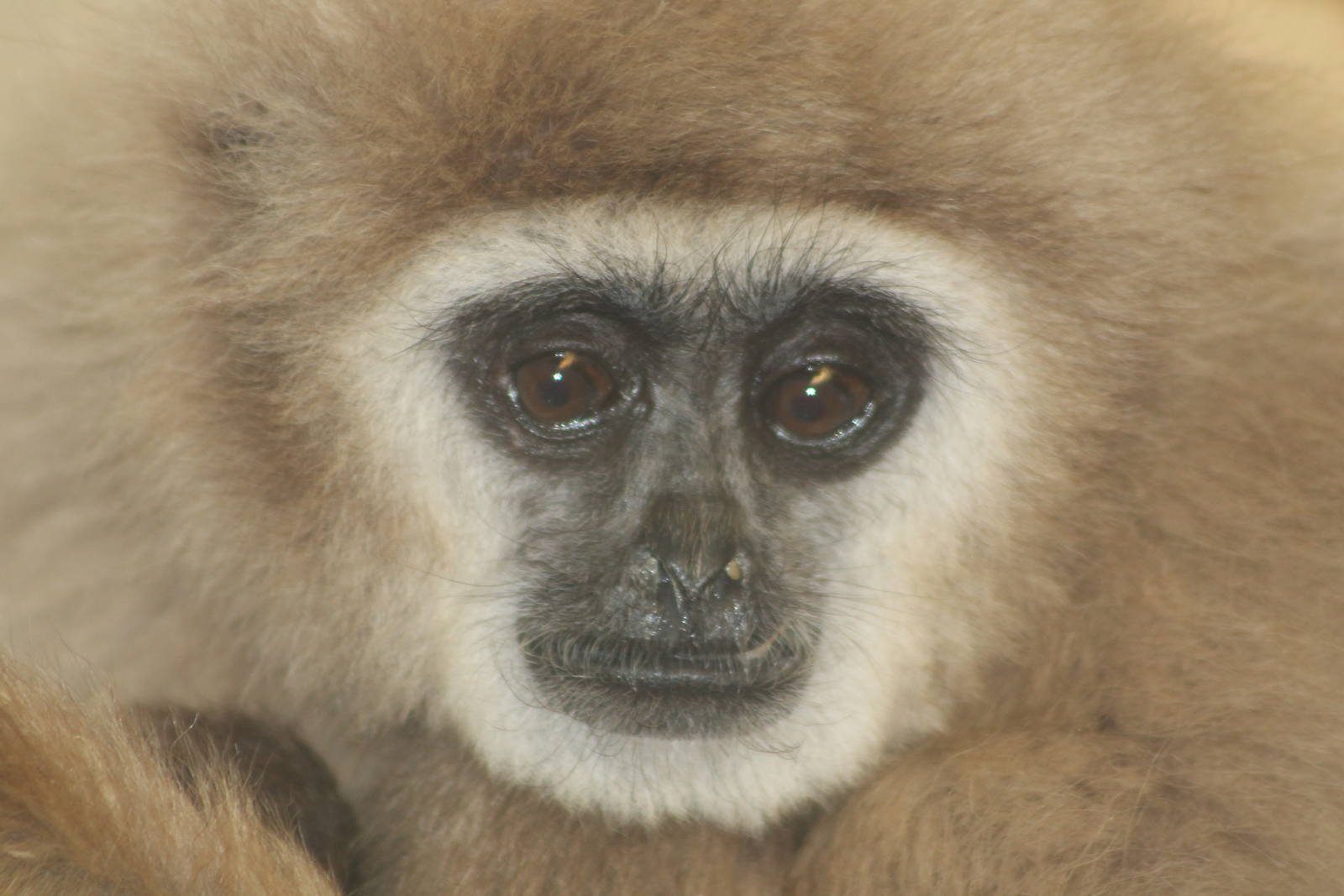 Lar Gibbon Twycross 2013