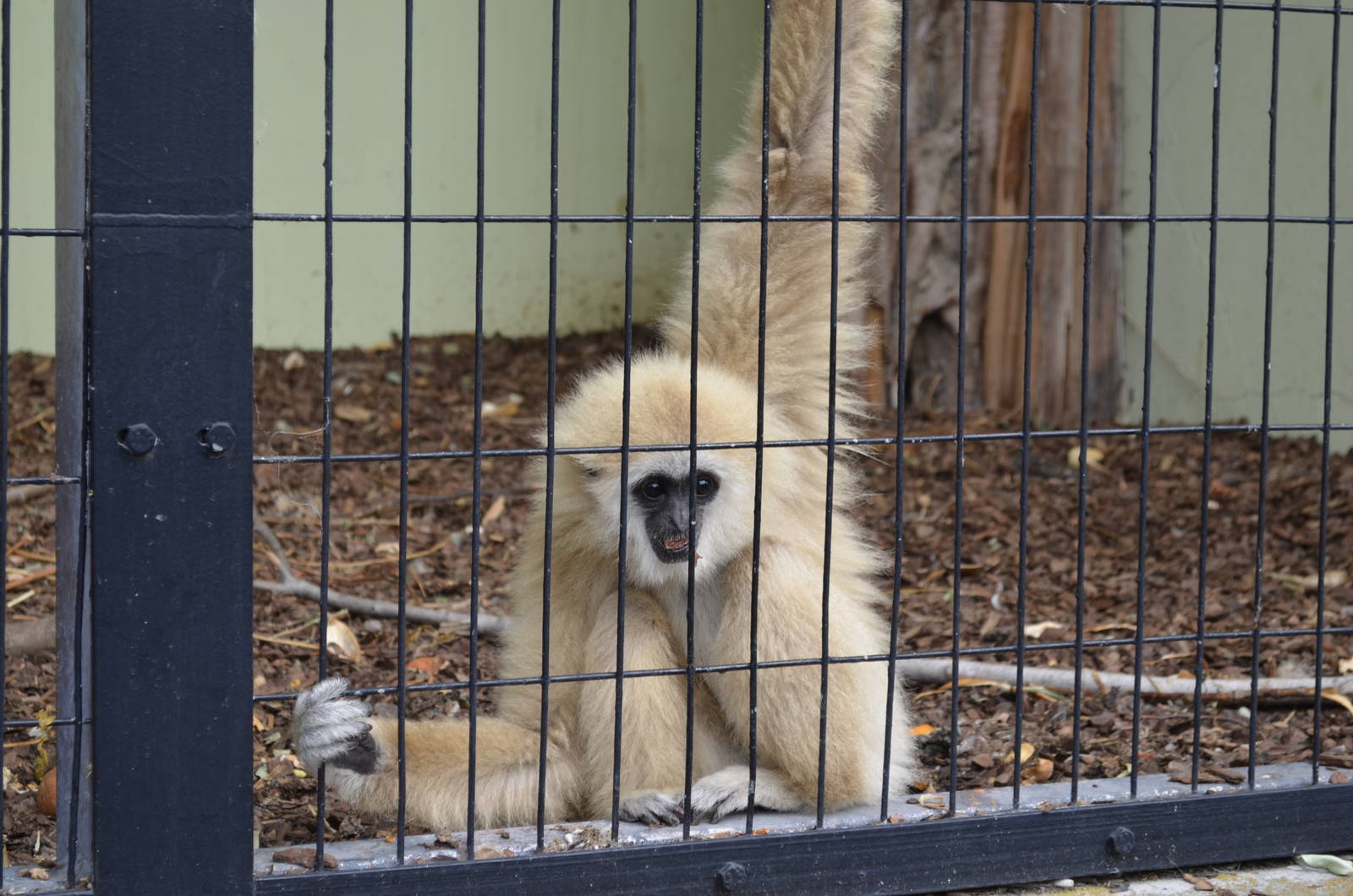 lar gibbon (white-handed gibbon)
