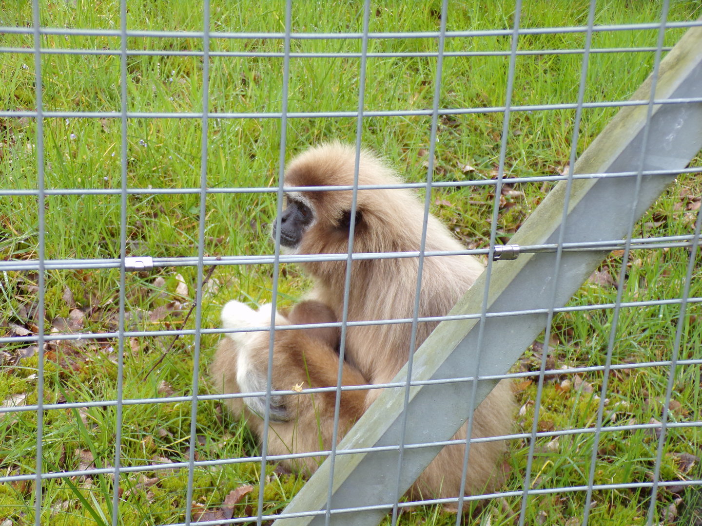 Lar gibbon with baby 7.5.23