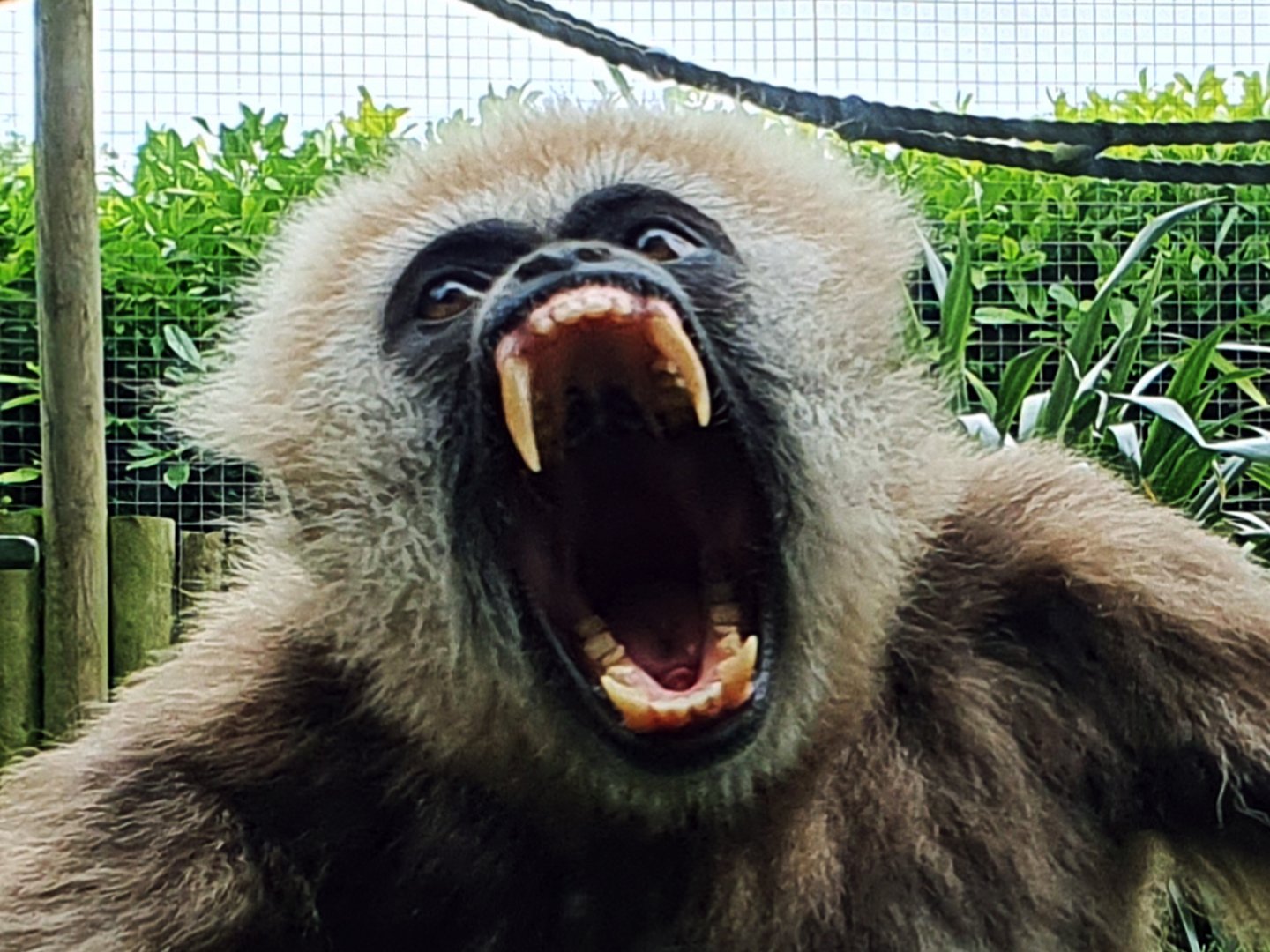 Lar gibbon yawning