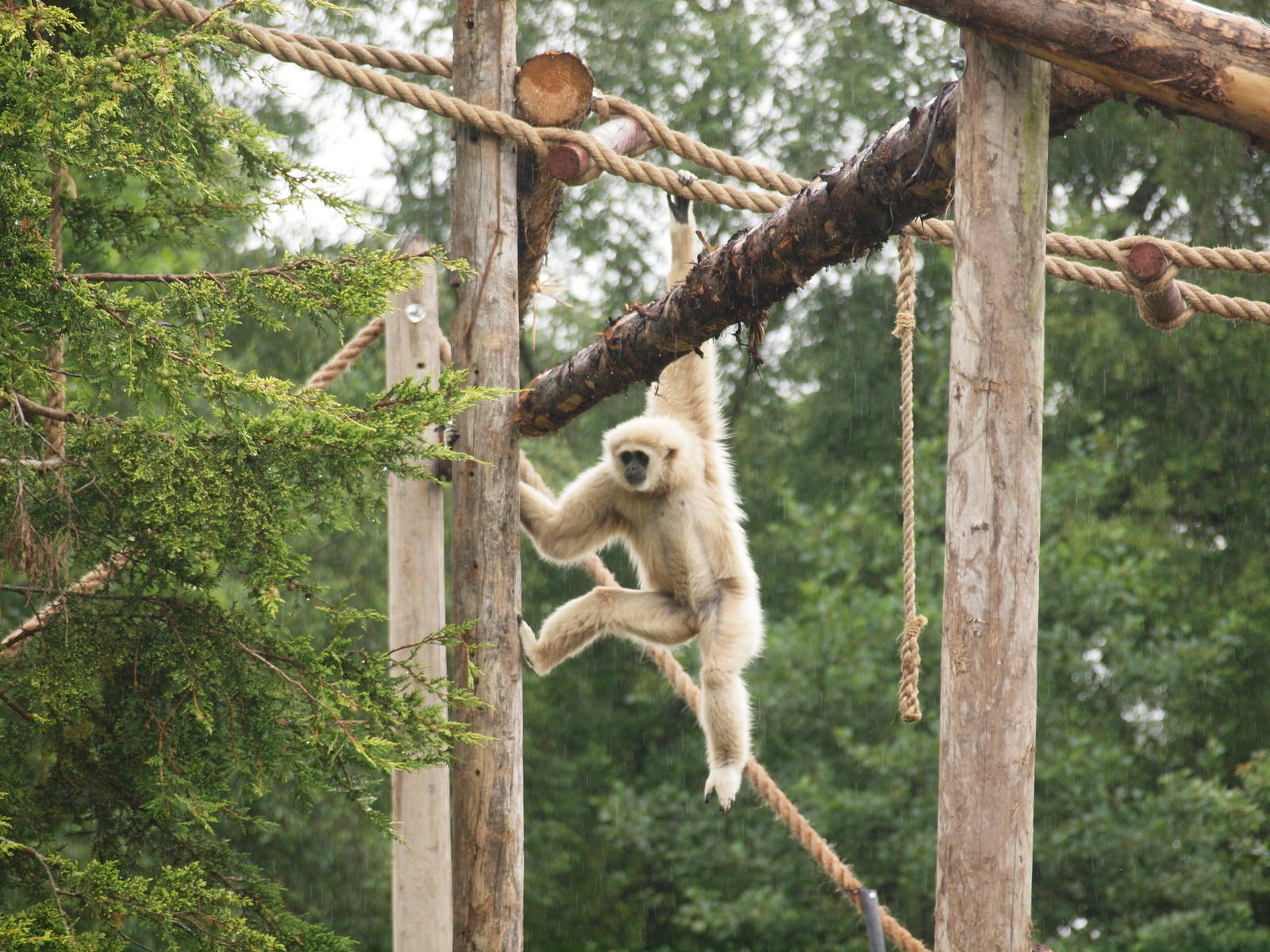 Lar gibbon