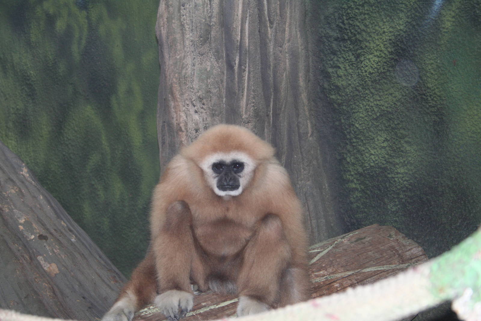 Lar Gibbon
