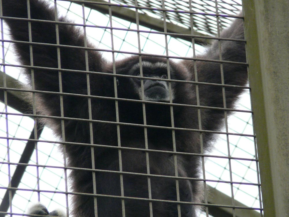 Lar gibbon