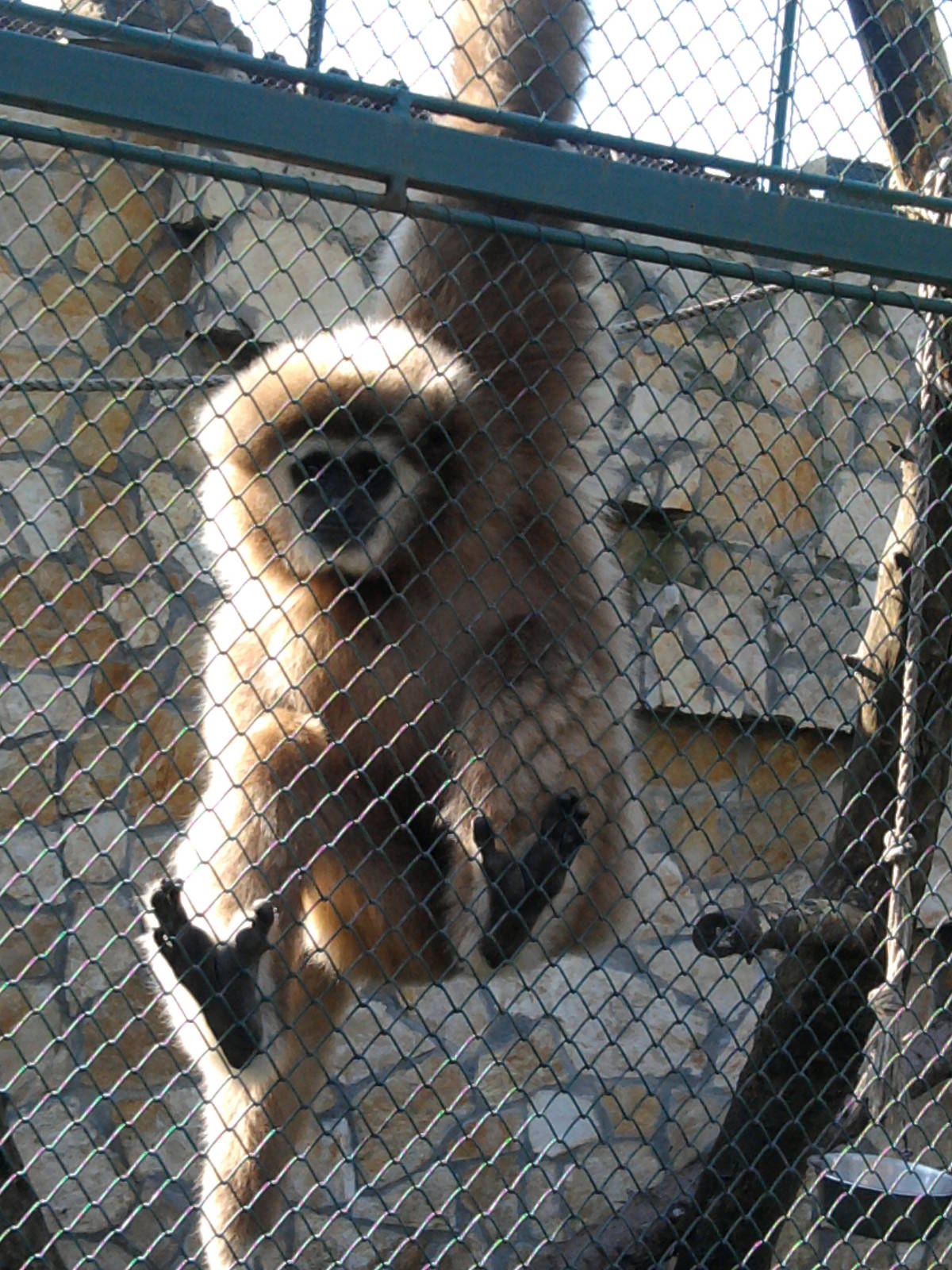 Lar gibbon