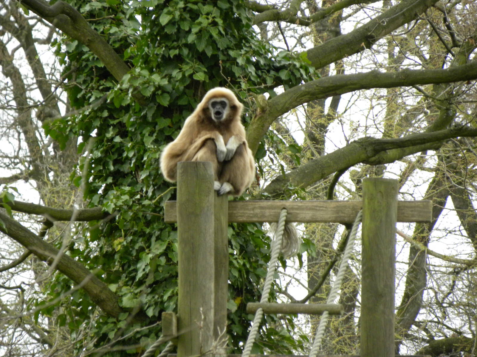 Lar Gibbon