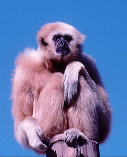 Lar Gibbon