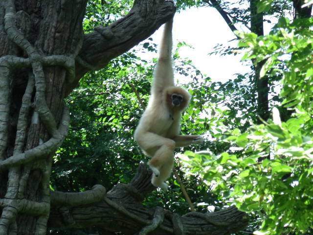 Lar Gibbon