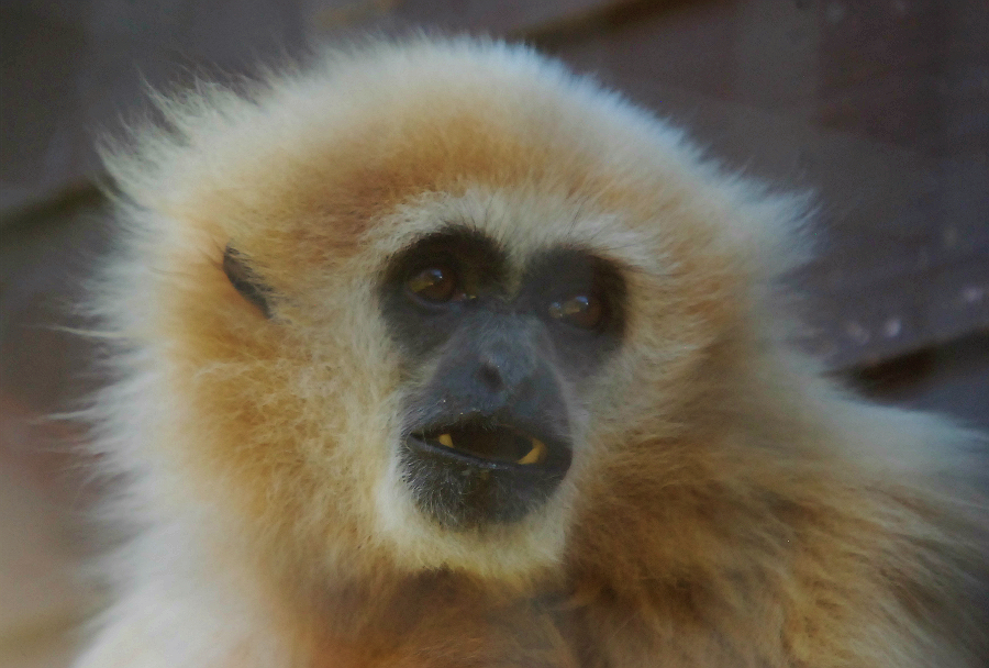 LAR GIBBON