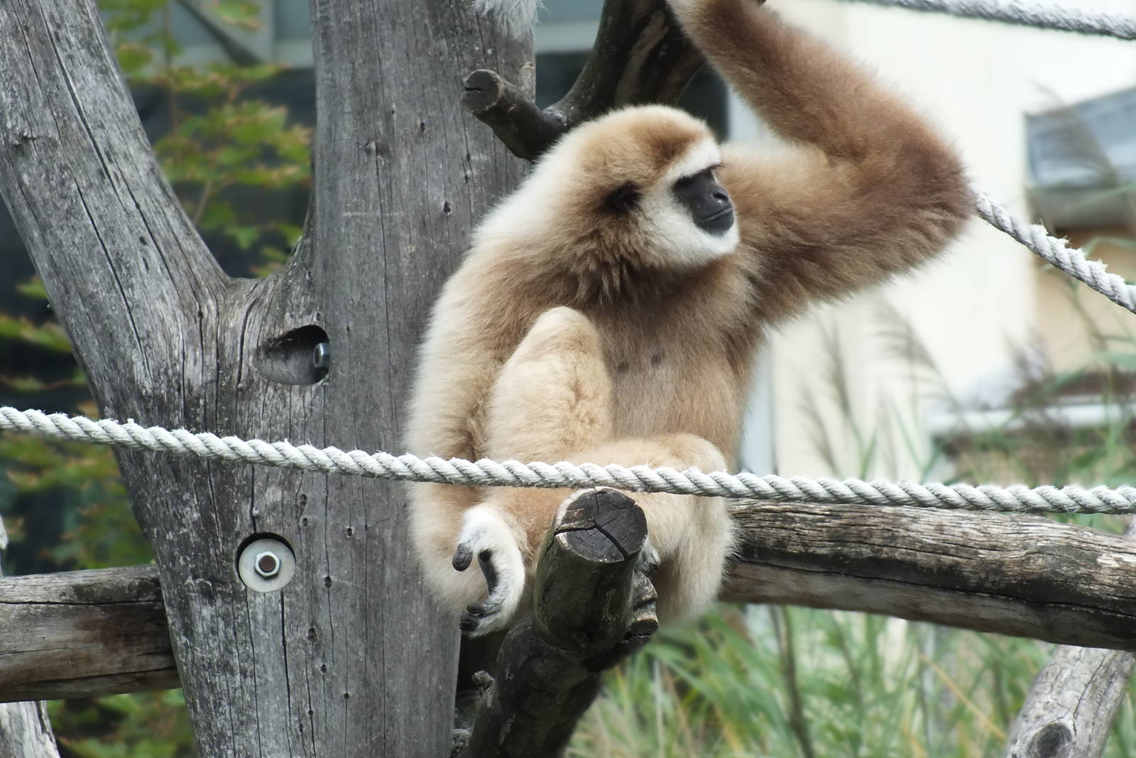 Lar Gibbon