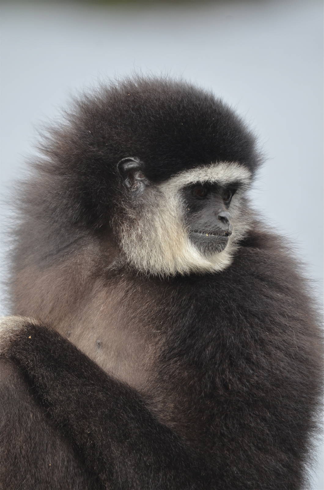 Lar Gibbon
