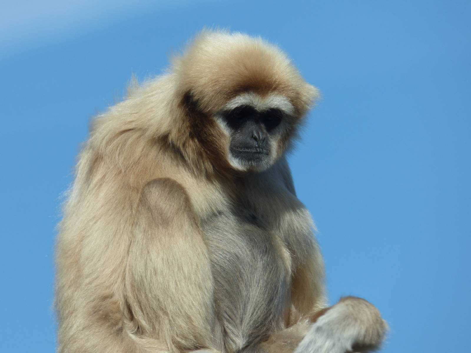 Lar Gibbon
