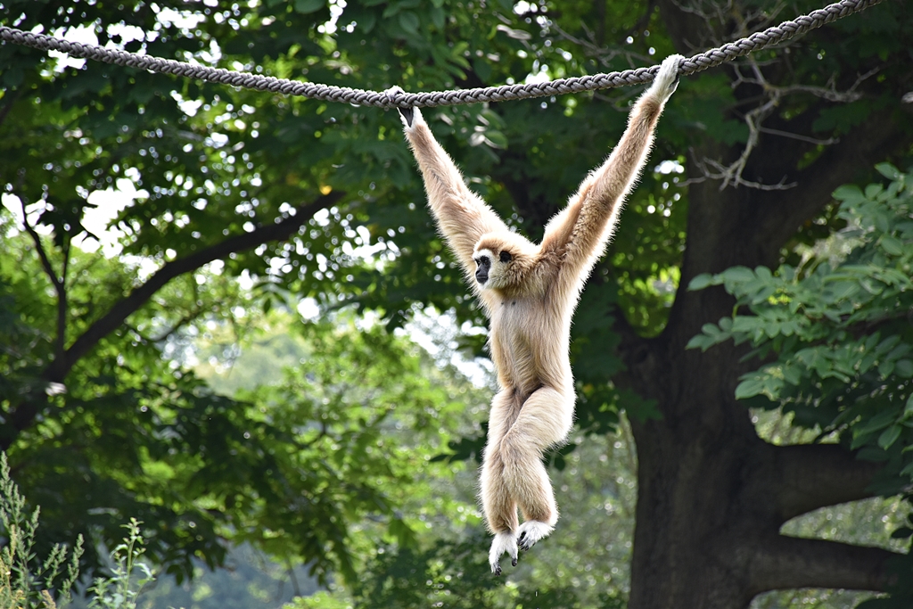 Lar gibbon