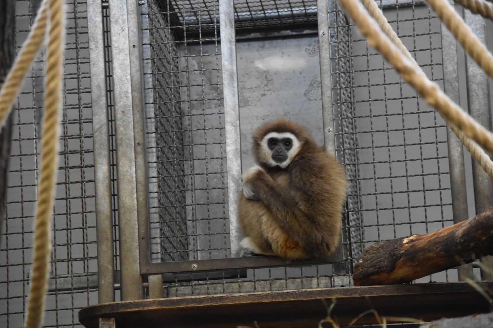 Lar gibbon