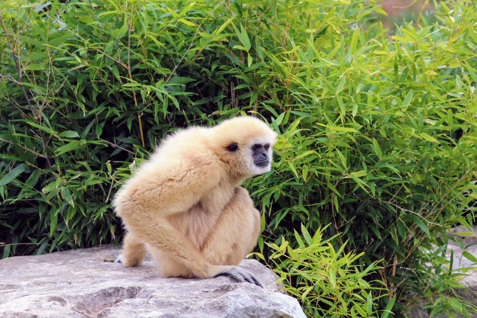Lar Gibbon