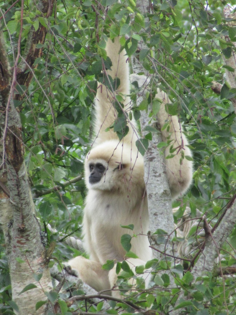 Lar gibbon