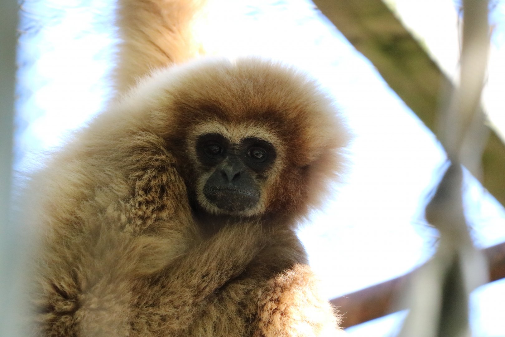 Lar Gibbon