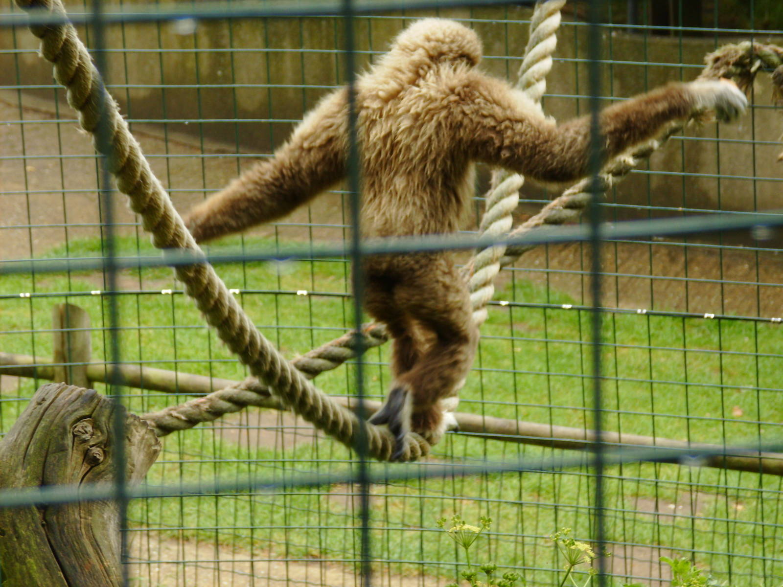 Lar Gibbon