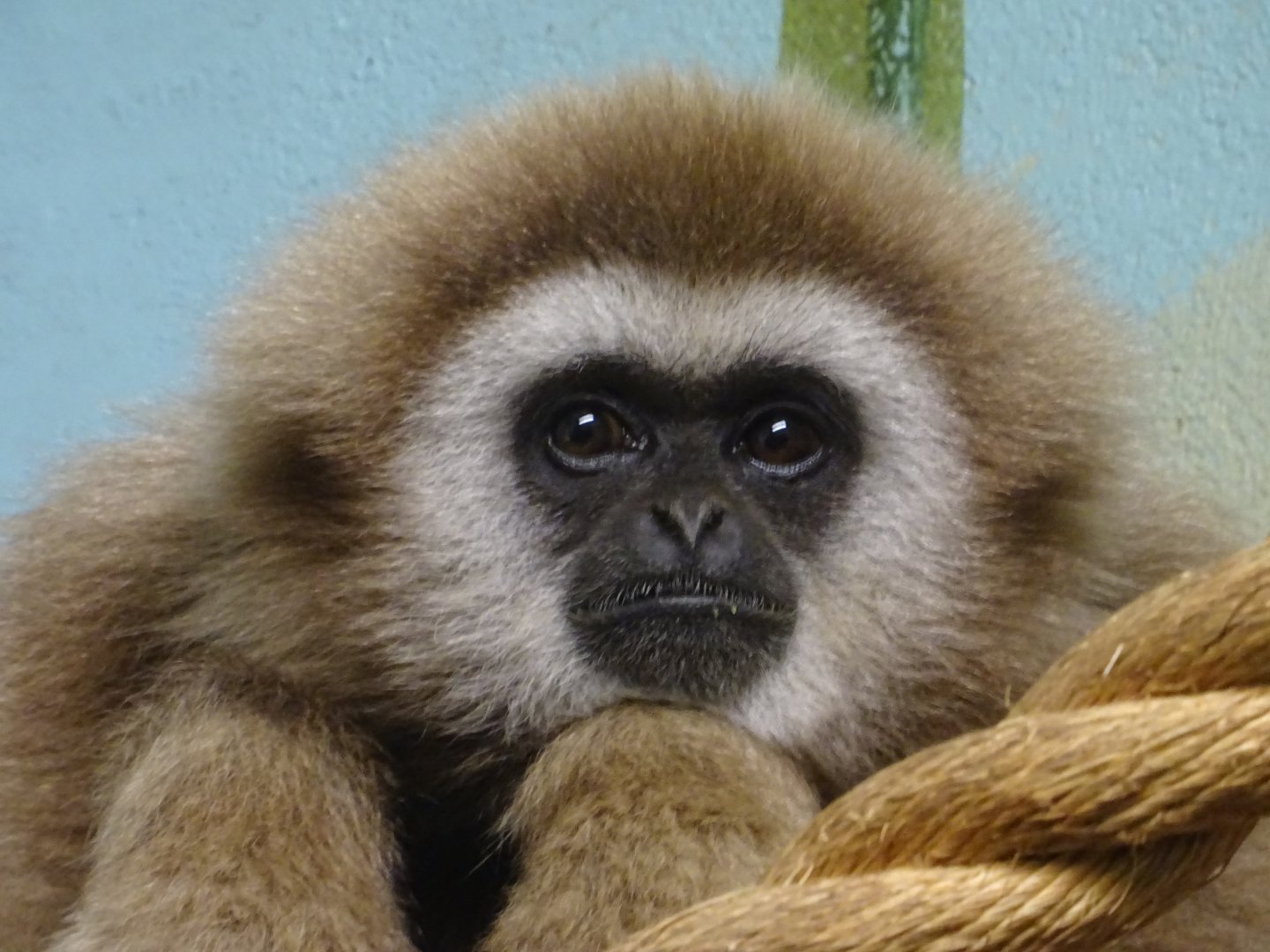 Lar Gibbon