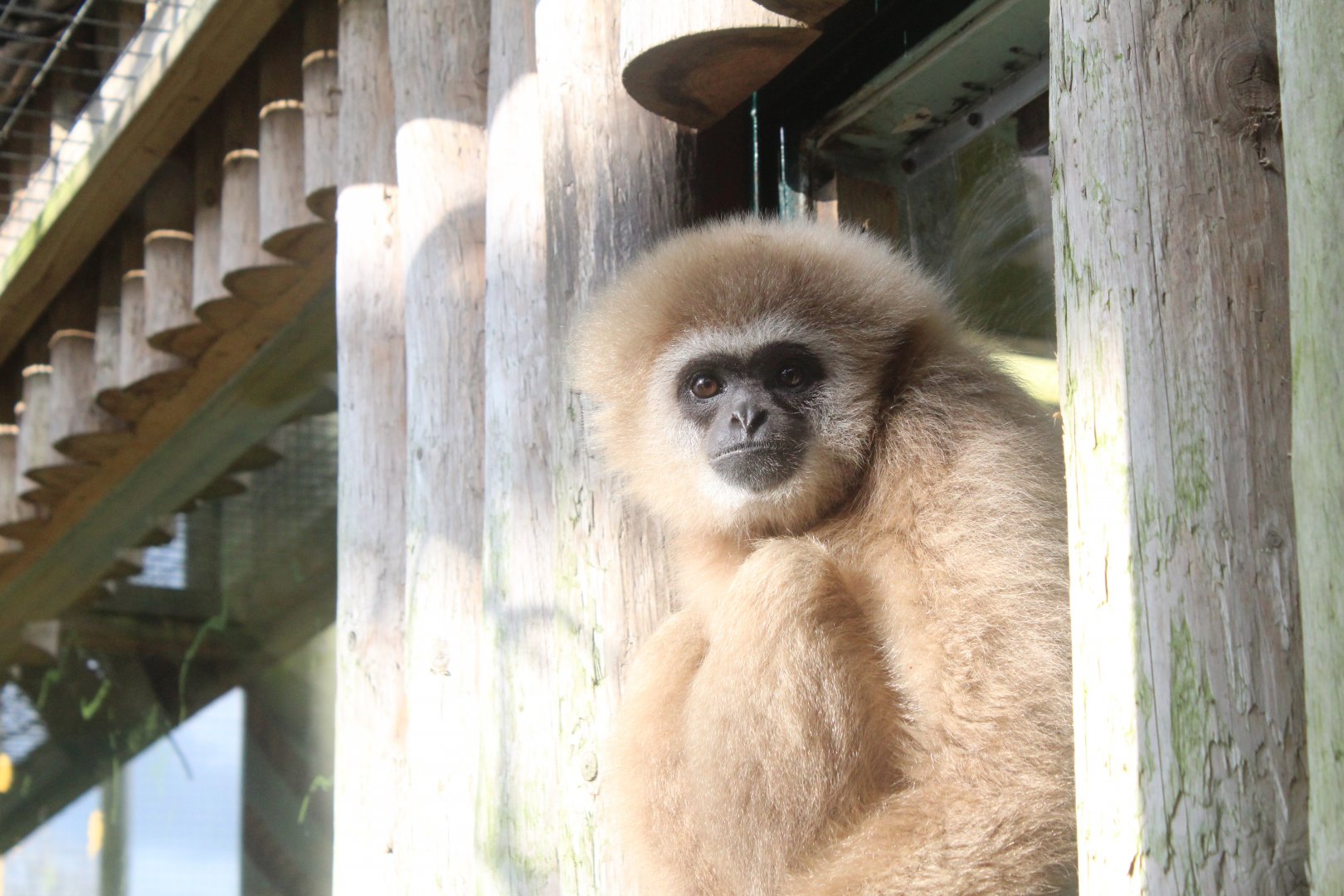 Lar Gibbon