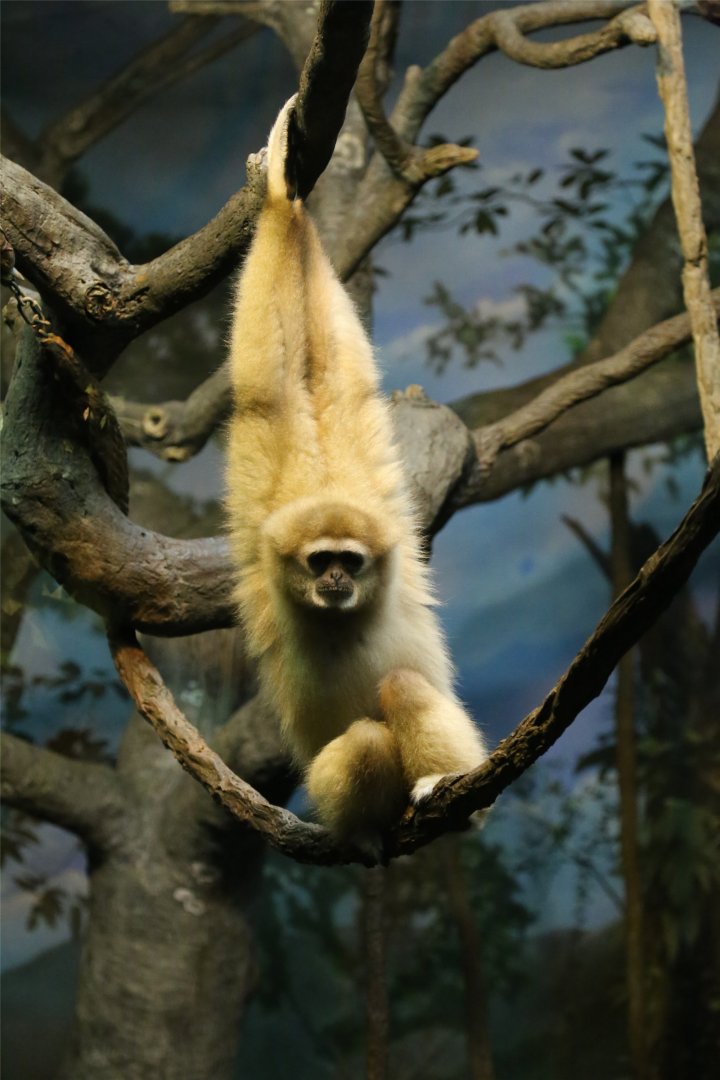 Lar Gibbon