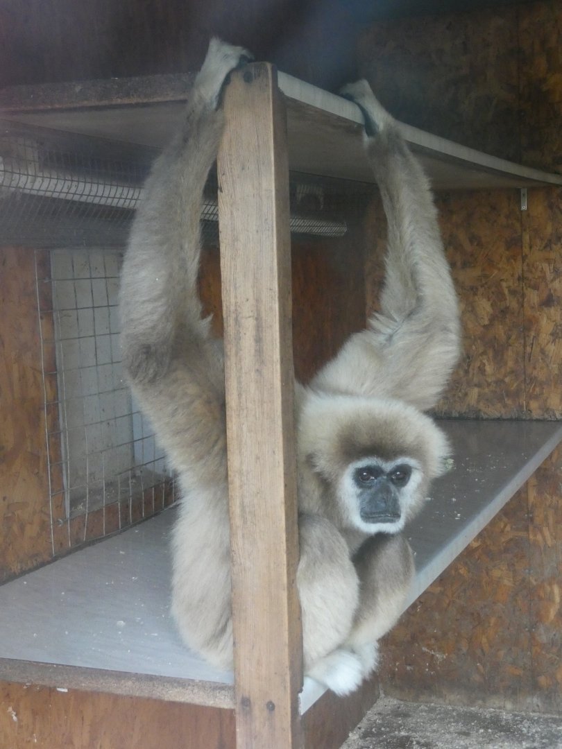 Lar Gibbon