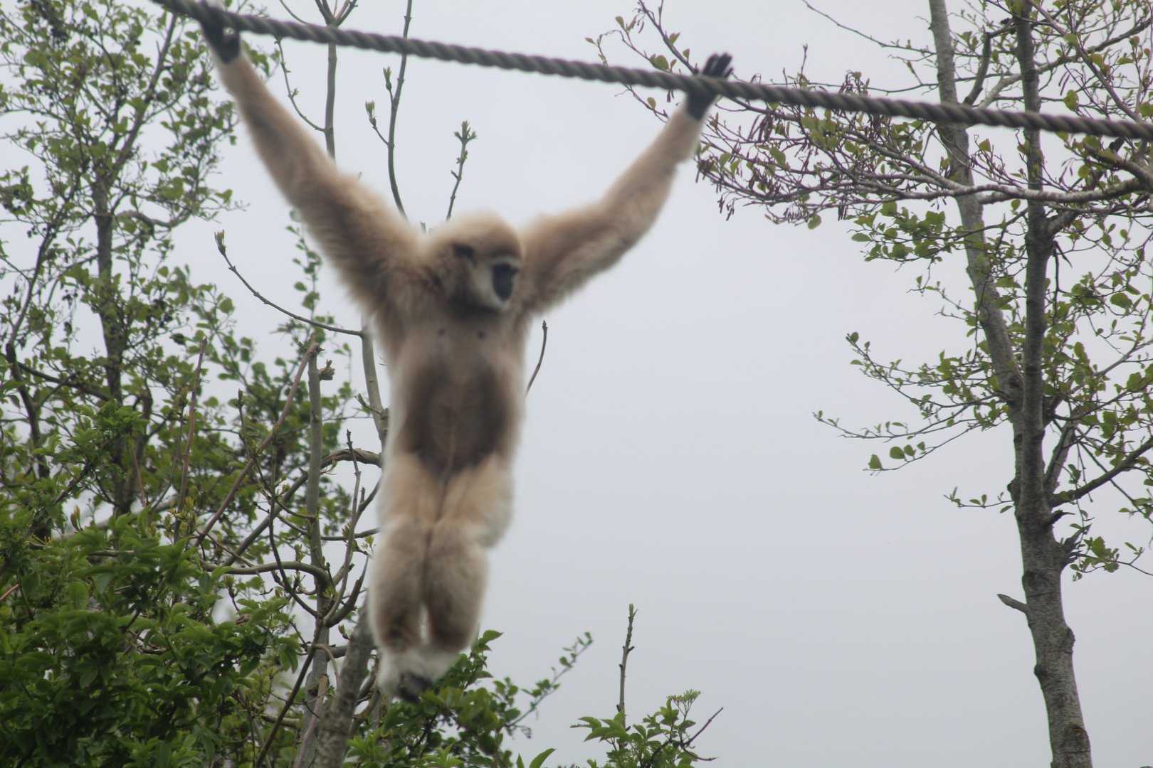 Lar gibbon