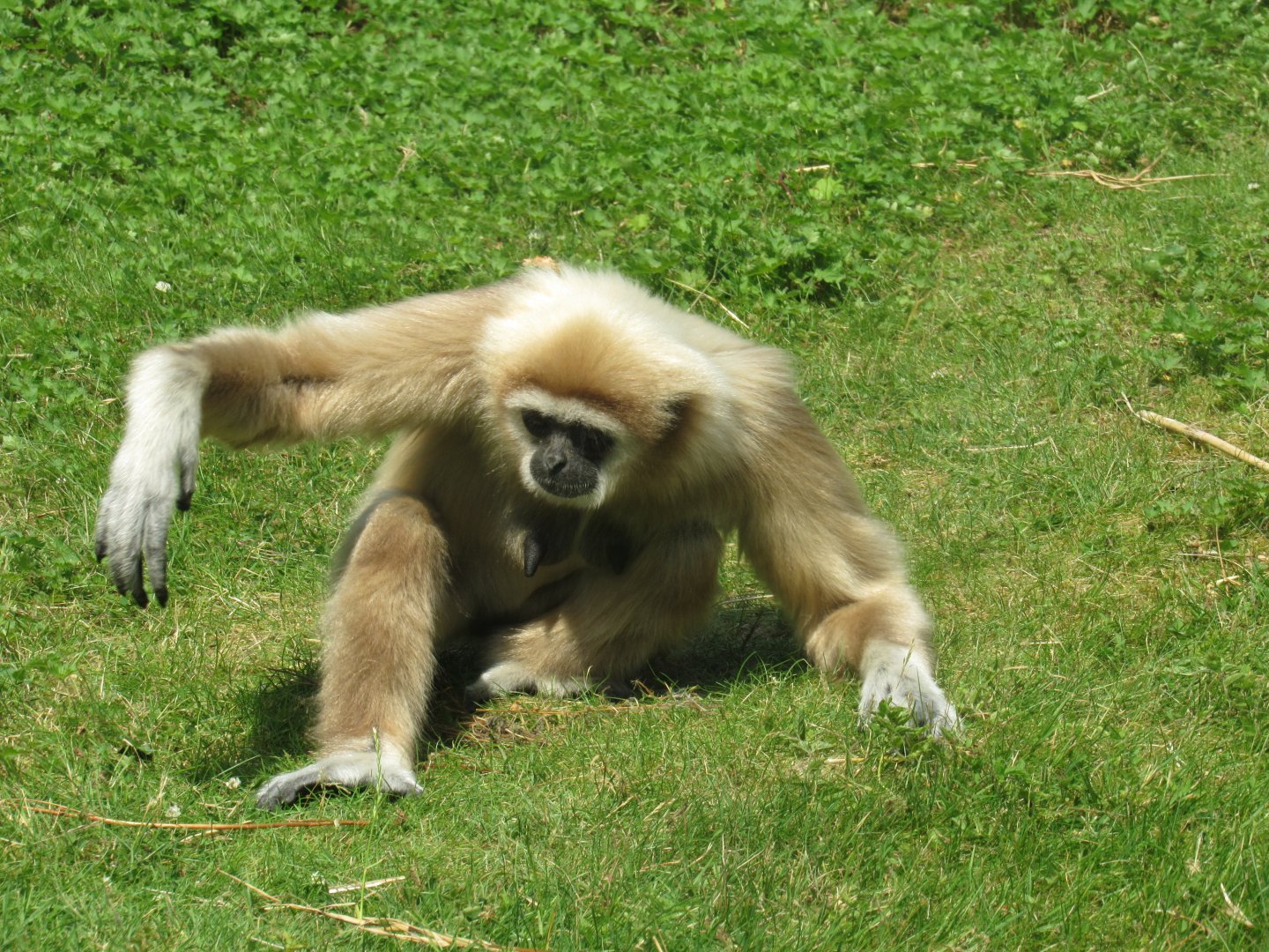 Lar Gibbon