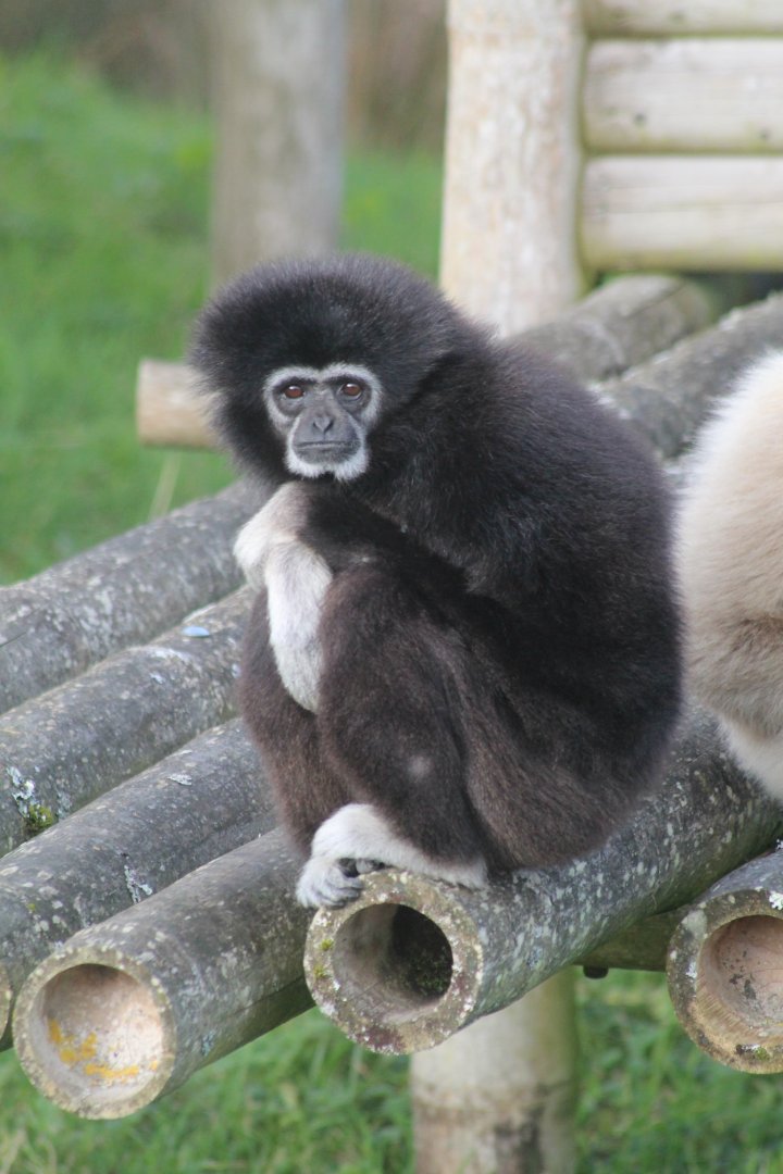 Lar gibbon