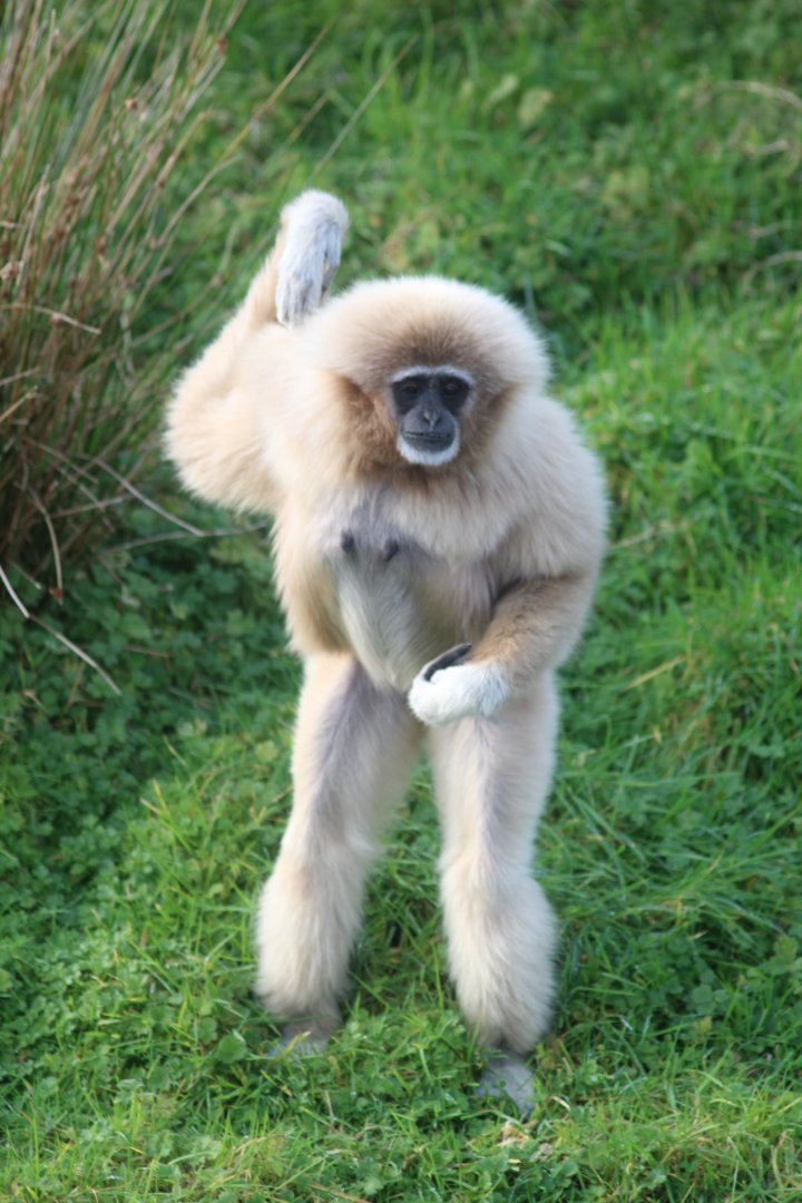 Lar gibbon