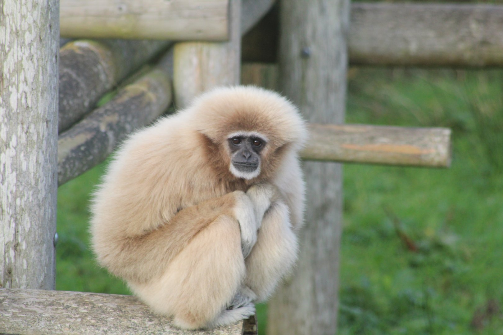 Lar gibbon