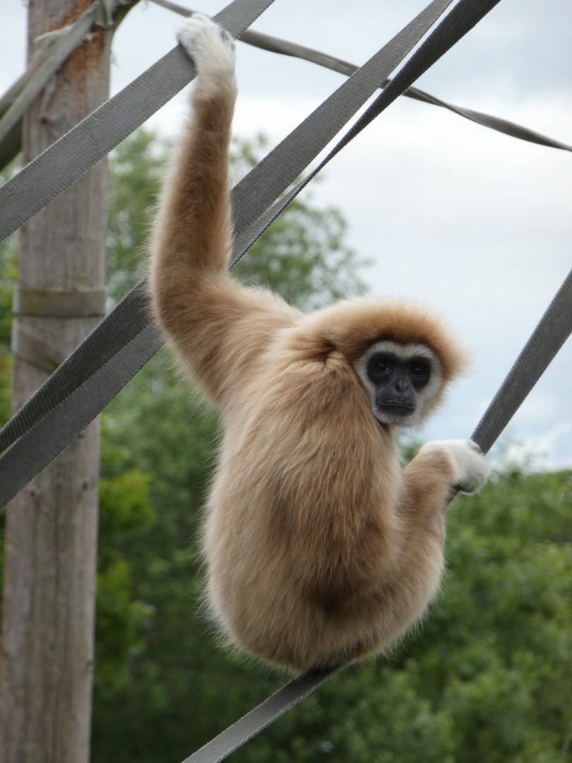 Lar gibbon