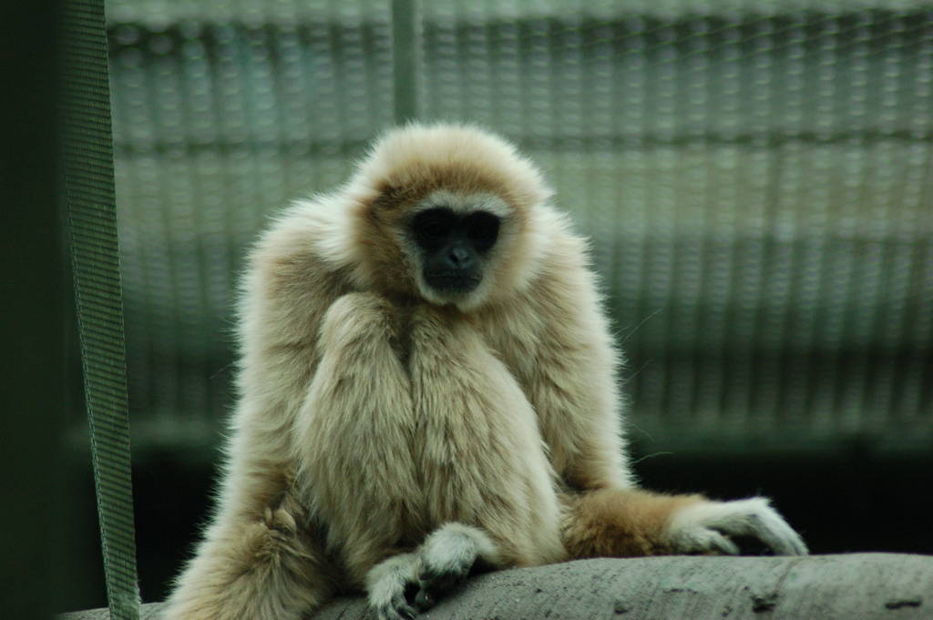 Lar Gibbon