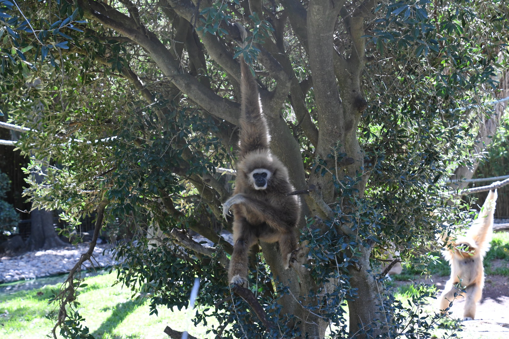 Lar Gibbon