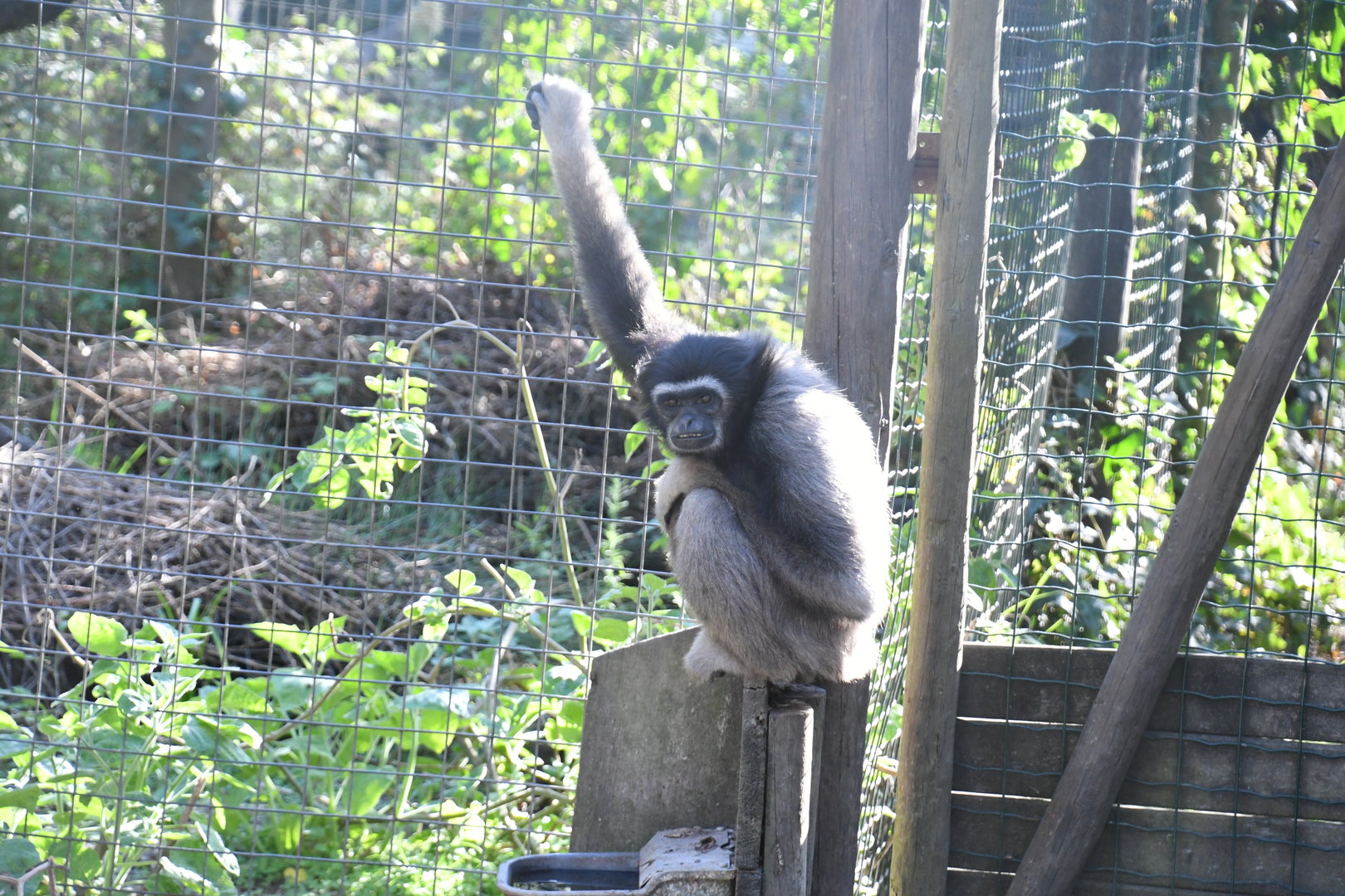 Lar (?) Gibbon