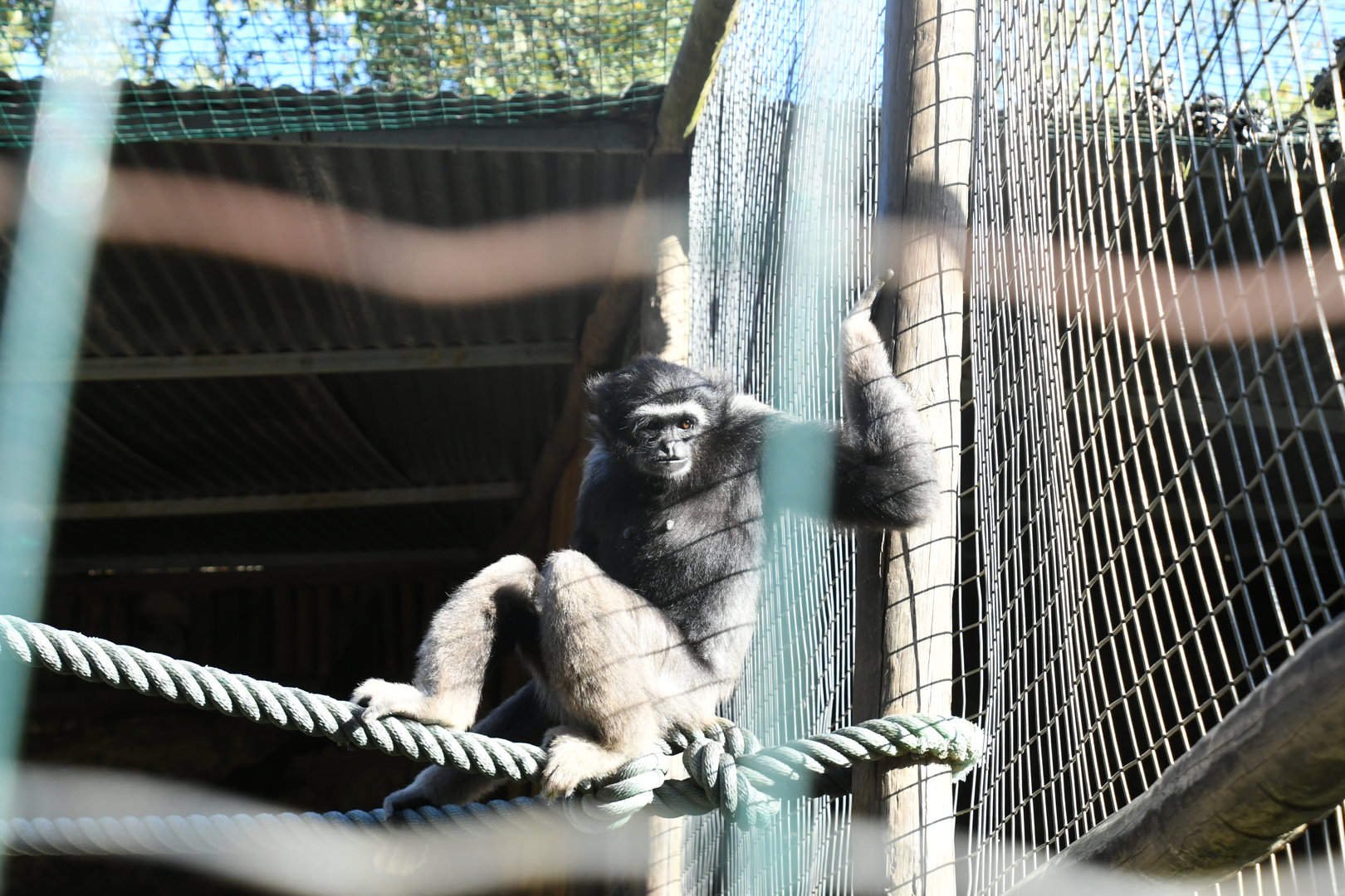 Lar (?) Gibbon