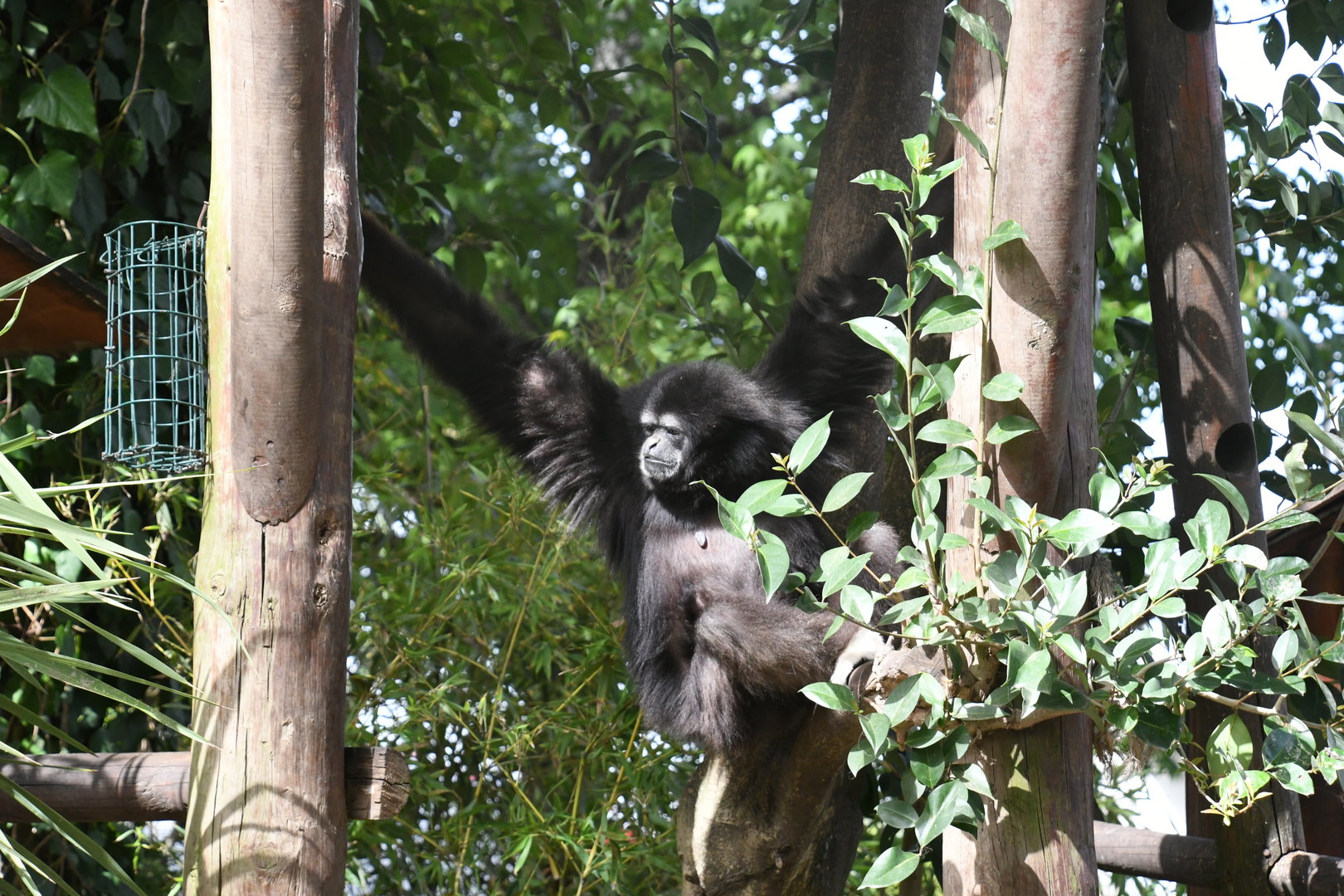 Lar Gibbon