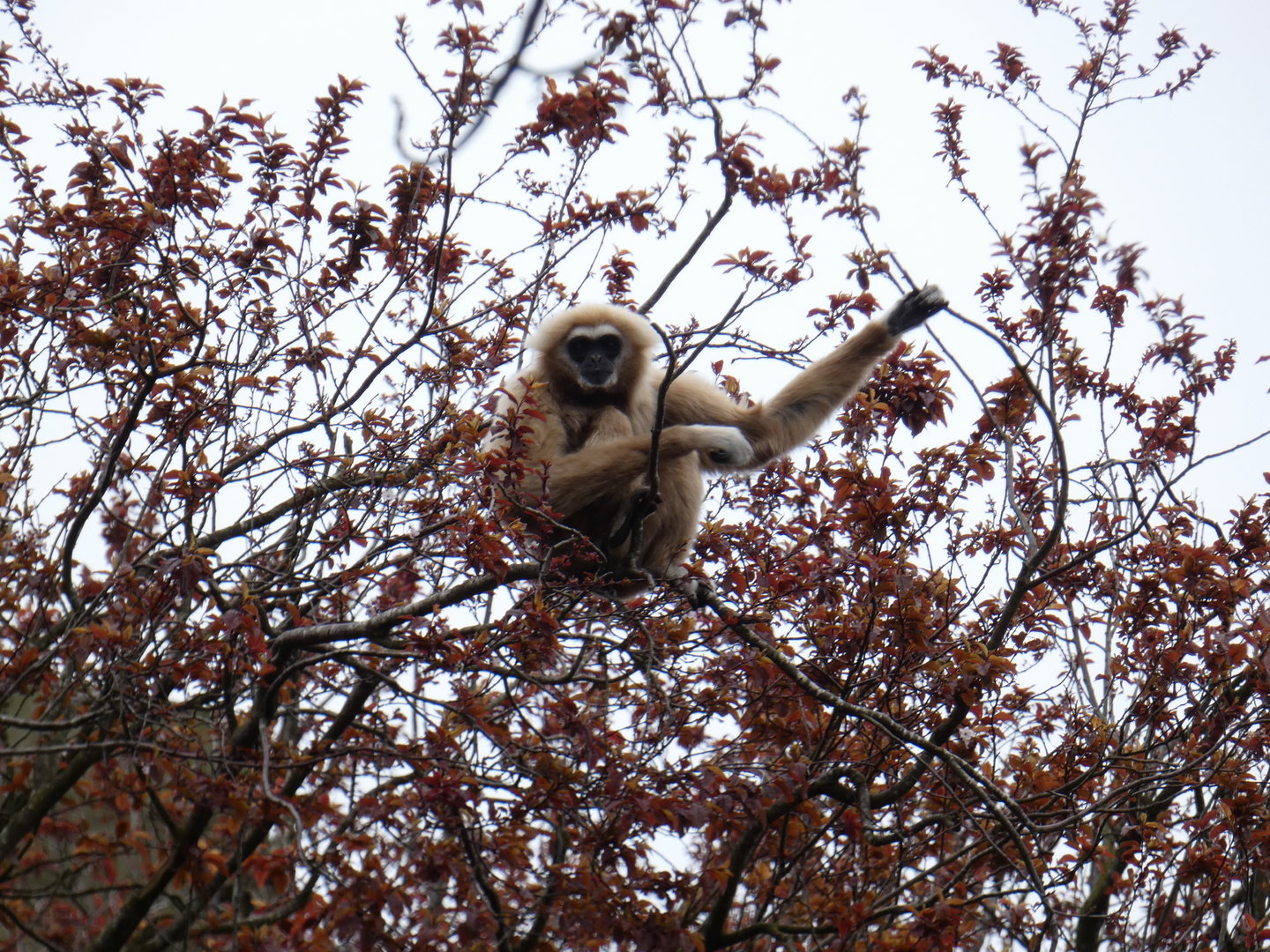 Lar gibbon