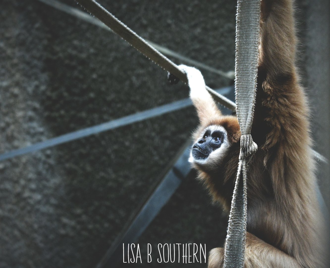 Lar Gibbon