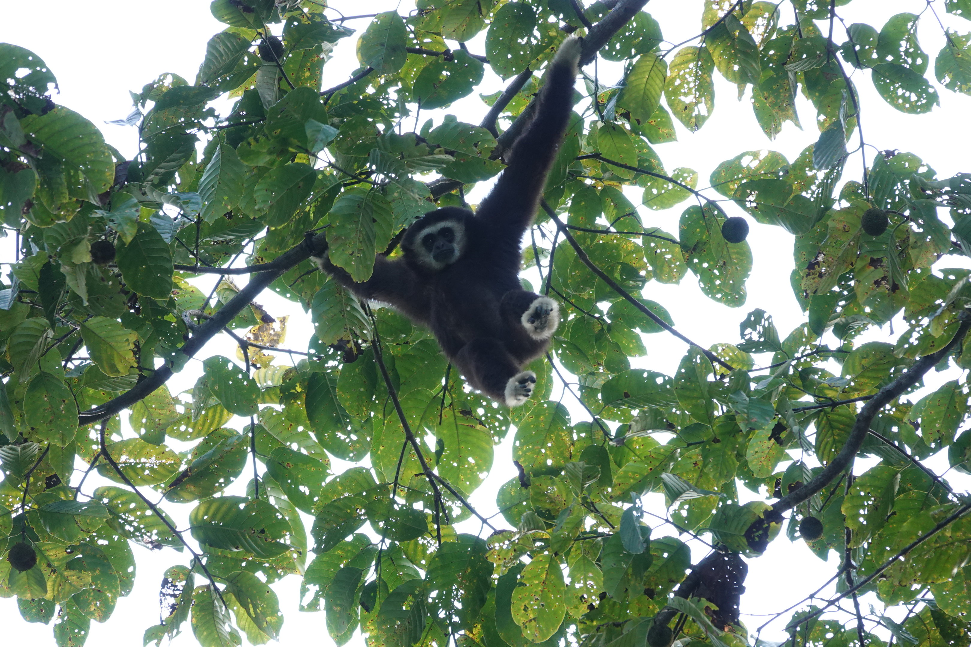 Lar Gibbon