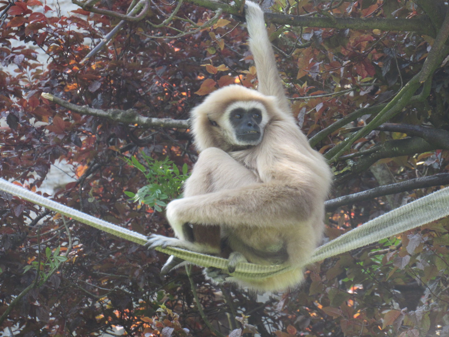 Lar Gibbon